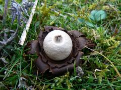 22 earth star